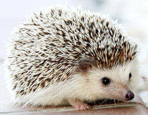 * i love hedgehog